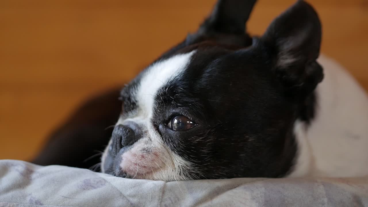 슬픈 개는 집에 누워 쉬고, 얼굴 가까이