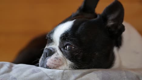 Perro-Triste-Acostado-Y-Descansando-En-Casa,-Cerca-De-La-Cara