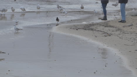 Tourists-On-The-Beach-With-Seagulls-On-Calm-Early-Morning-In-Redlowo,-Gdynia-Poland