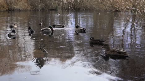 slow motion pan of a group of ducks on a pond in the rain