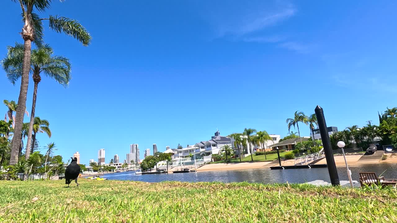 머피는 이 많은 골드 코스트 잔디을 가로질러 습니다.