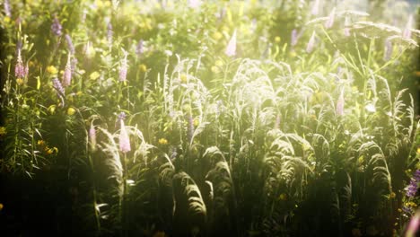 wild flowers in the field