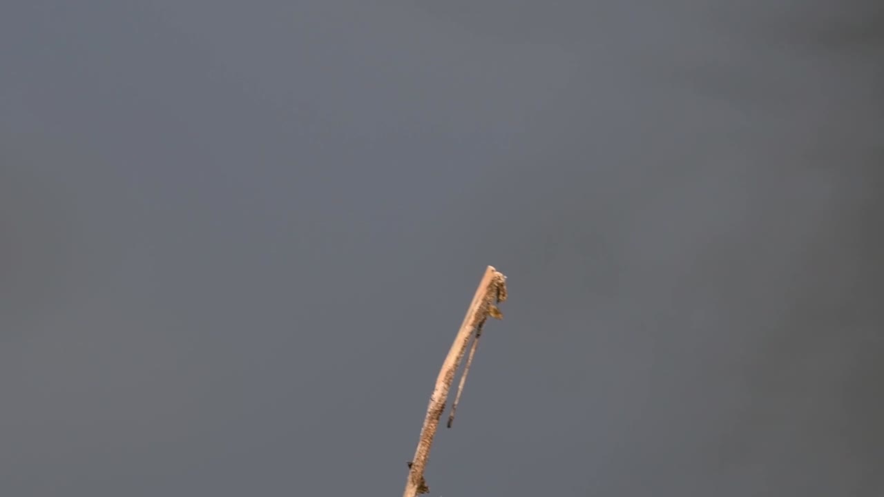 일반적인 flangetail 잠자리는 태국과 아시아에서 흔히 볼 수 있습니다.