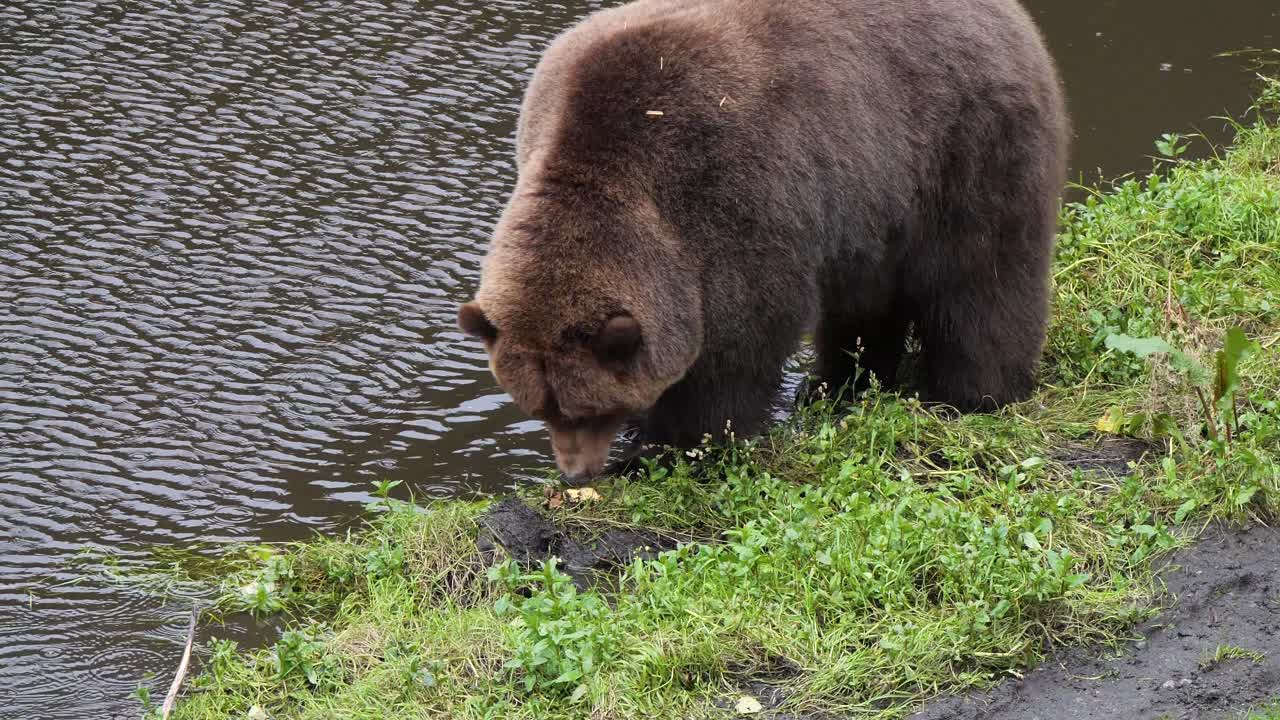 Orso bruno maschio che mangia sulla riva del fiume, Alaska.