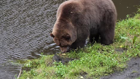 orso marrone maschio che mangia sulla riva del fiume, in alaska