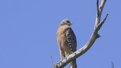 Red-shouldered-hawk-perched-on-a-branch