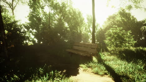 wooden bench under sunlight in a tranquil green park at midday