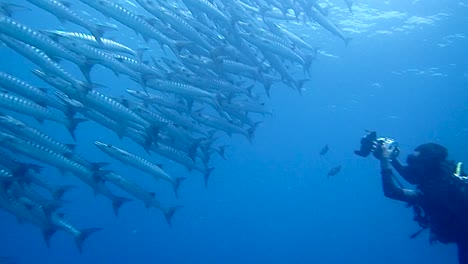 footage of a underwater videographer filming a big school of barracuda fish