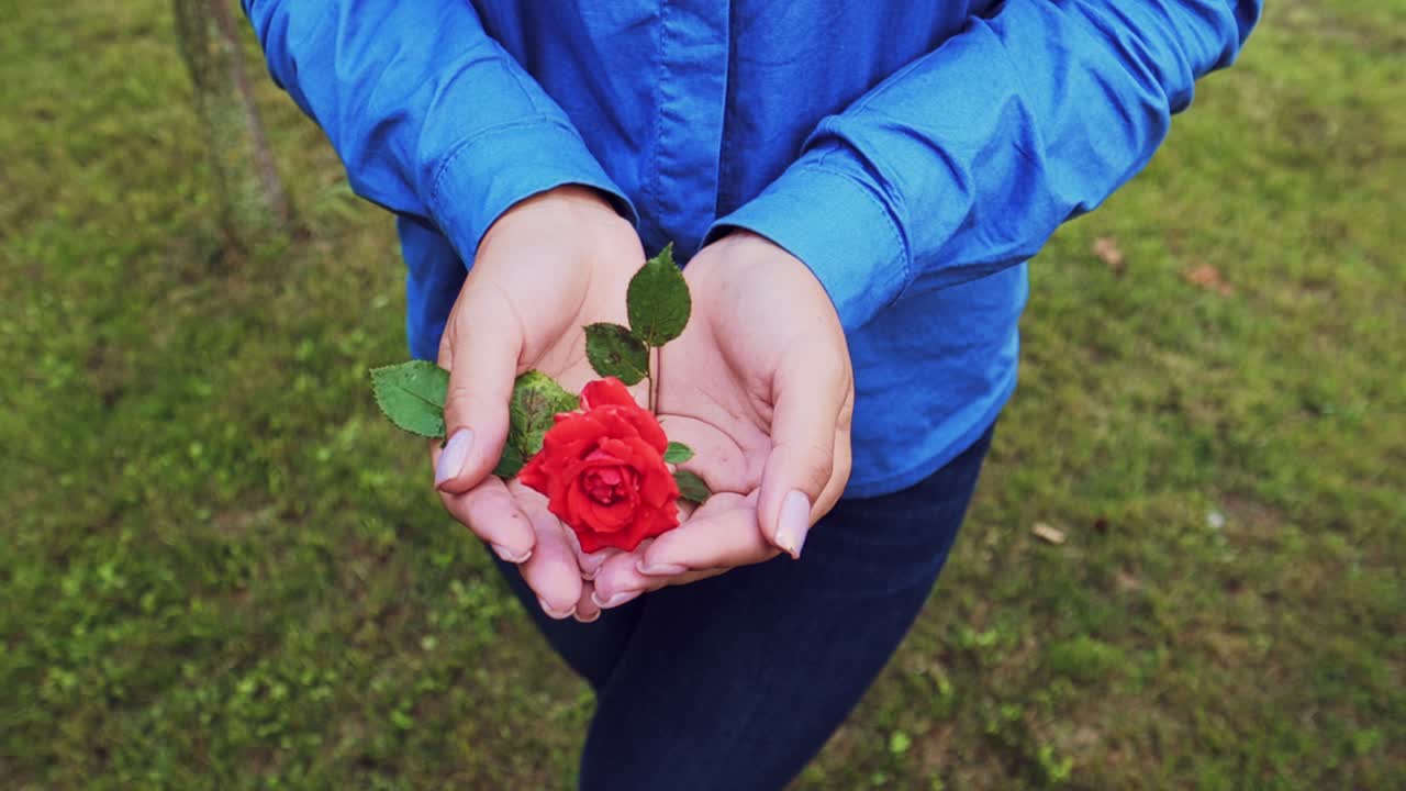 Hands of a woman with red rose