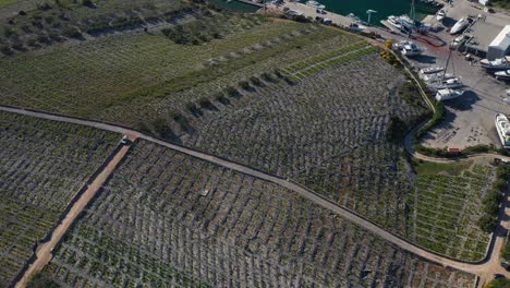 vista aérea del famoso viñedo babic en primosten, croacia durante el día - disparo de drones