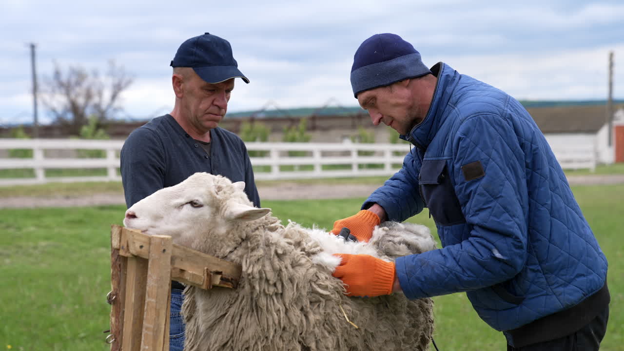 Farm workers shearing a white sheep. Men cutting sheep wool with a special equipment on the farm. Production of wool.