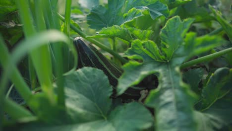 growing zucchini squash in garden backyard. close up