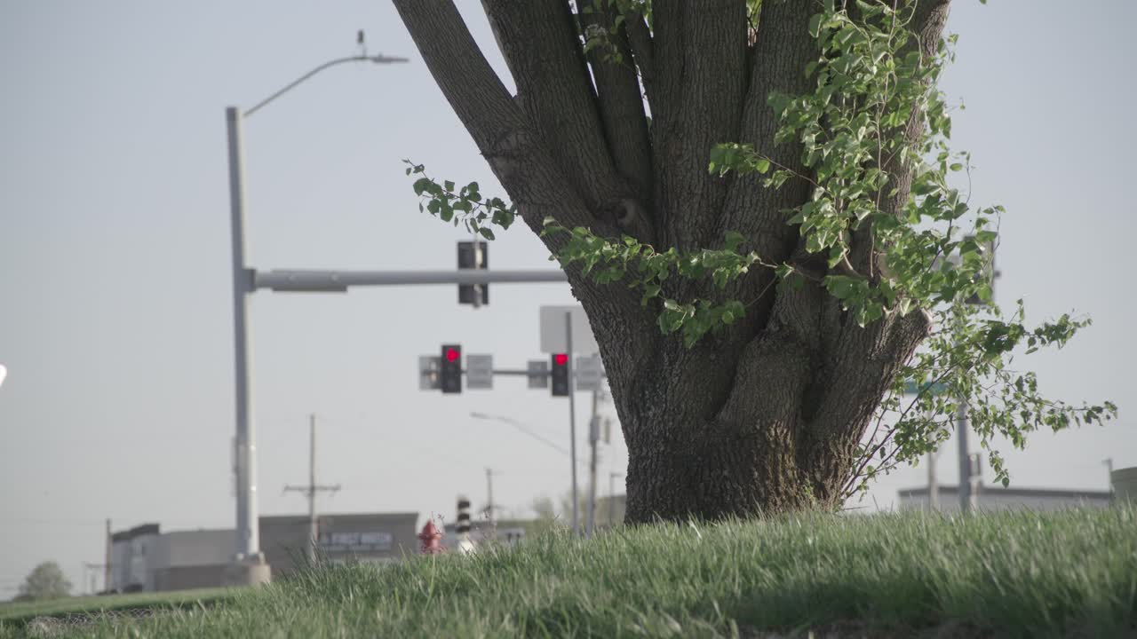 un árbol en el lado de la calle