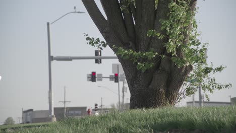 a-tree-on-the-side-of-the-street