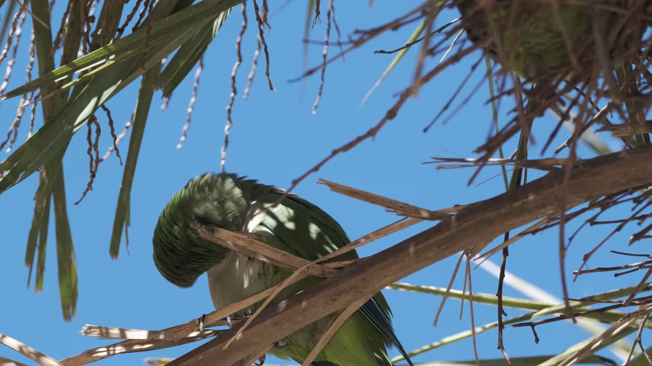 loro monje rascándose la cabeza en un árbol, cielo azul en el fondo, primer plano