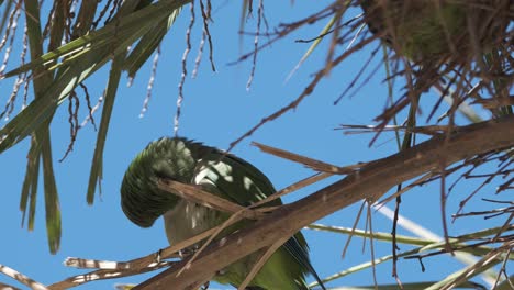 Monk-parakeet-scratching-his-head-in-a-tree,-blue-sky-in-the-background,-closeup