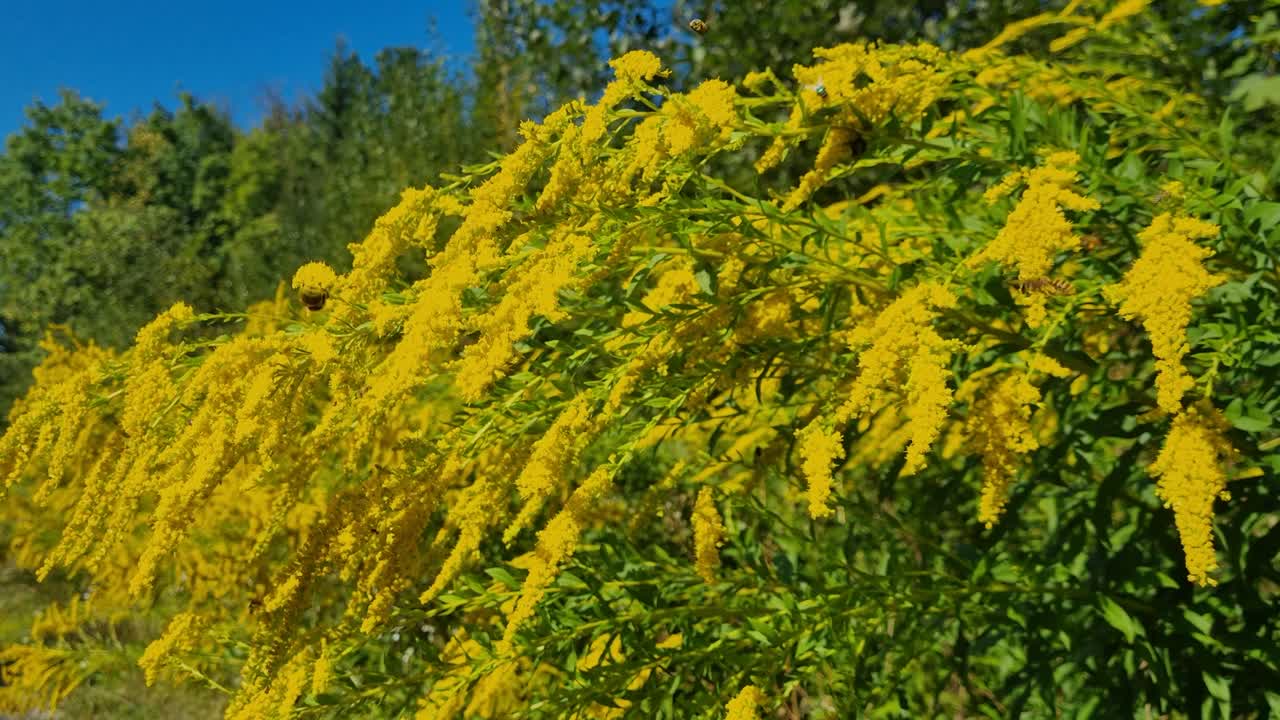 Invasive goldenrod (Solidago canadensis) blooms along a Swiss forest path, while bees feed on its flowers, highlighting the tension between non-native plants and essential pollinators