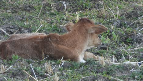 Beautiful-baby-cow-in-ground-