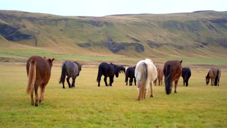 icelandic horses herding on lush grass meadow, waterfall mountain background