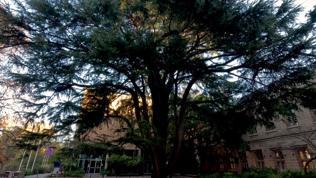 Tree and surroundings at Melbourne University