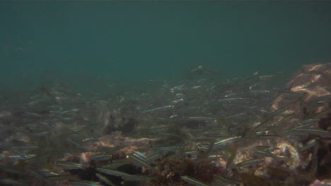 Underwater-footage-of-lots-of-small-silver-fish-swimming-around-a-coral-reef