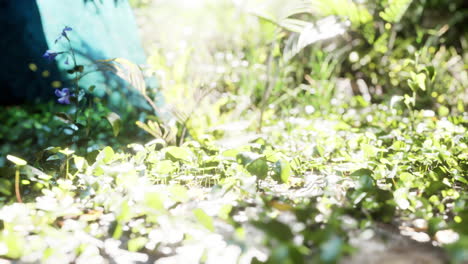 Cerrar-La-Vista-De-La-Naturaleza-De-La-Hierba-En-El-Fondo-Tropical