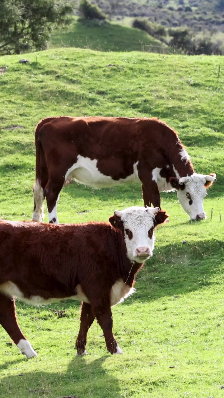 Due bovini Hereford pascolano pacificamente su un pendio verde vibrante sotto la luce naturale del giorno.