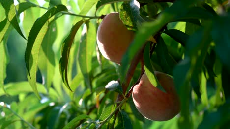 toma estática de melocotones maduros en un árbol temblando mientras las manos de la granja recogen melocotones maduros
