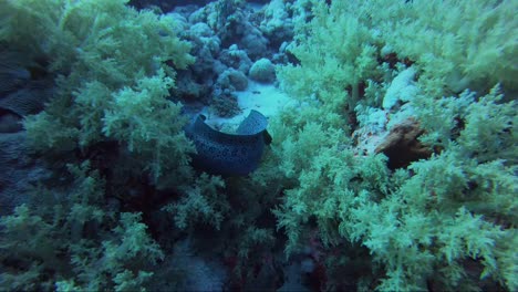una anguila morena gigante emerge del coral hacia la cámara antes de asustarse y alejarse
