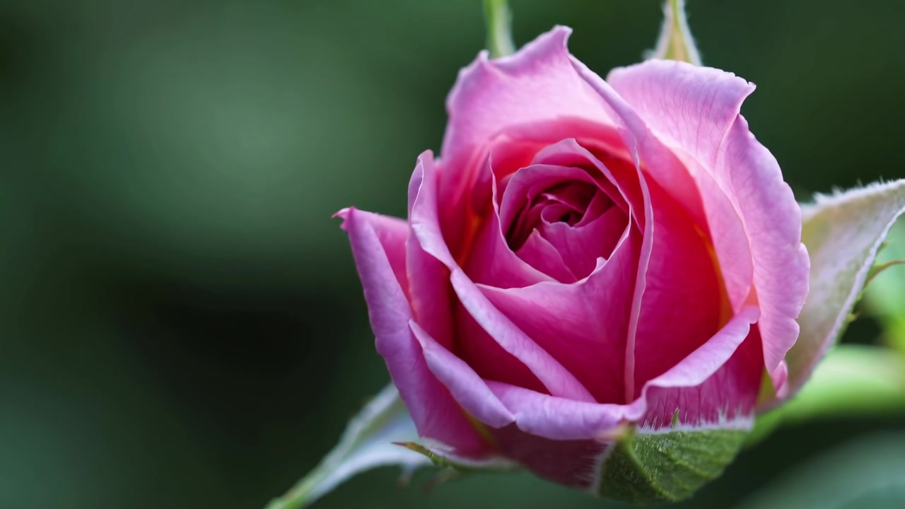 Time-lapse di una rosa rosa che sboccia in giardino