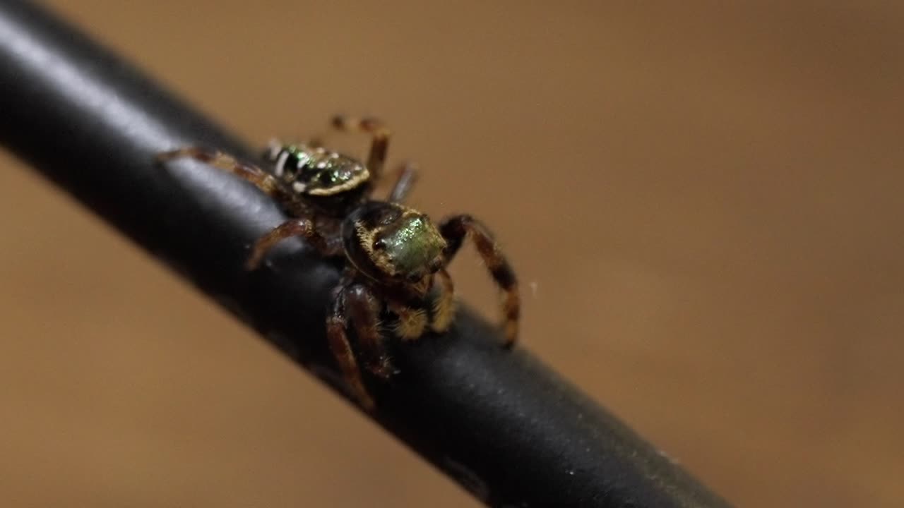 Wildlife in Focus: Intricate Jumping Spider on a Black Cable
