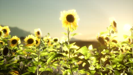 campo de girasol en una cálida noche de verano