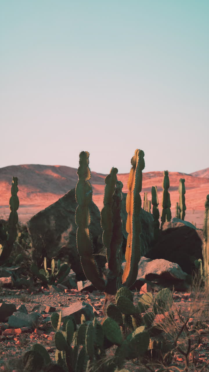un cactus en el desierto al atardecer