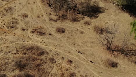 imágenes aéreas de drones de antílopes blesbok corriendo junto a un río