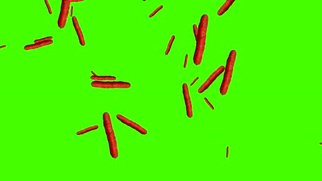 las verduras que caen animación croma elemento clave bucle, zanahorias