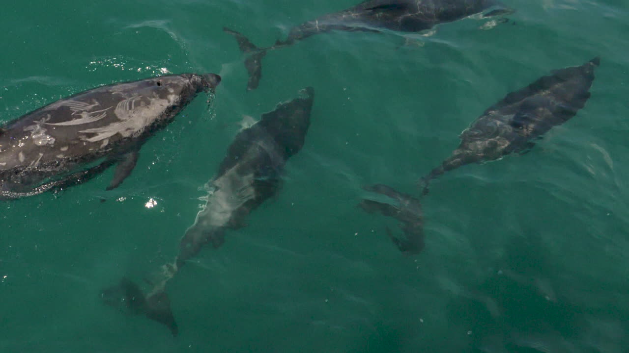 vista desde arriba de los delfines oscuros y nariz de botella nadando en cámara lenta en kaikoura, nueva zelanda