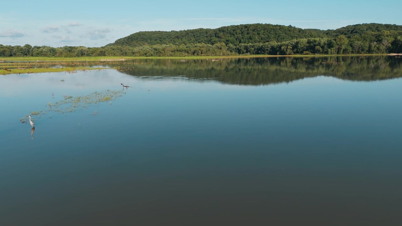 Glasslike Lake Eucha reflections surround single oslo egret standing in water beneath clear blue summer sky, aerial of Oklahoma