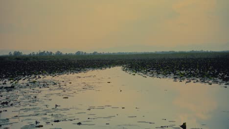 The-edge-of-a-marsh-in-Thailand