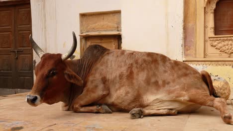 cow on street in india constitution of india mandates the protection of cows in rajasthan, india.