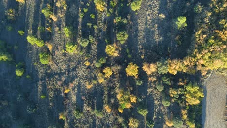 Zenitalansicht-Vom-Herbstwald