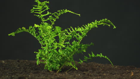 Secuencia-De-Lapso-De-Tiempo-De-La-Planta-De-Helecho-De-Boston-Que-Crece-En-Suelo-De-Jardín