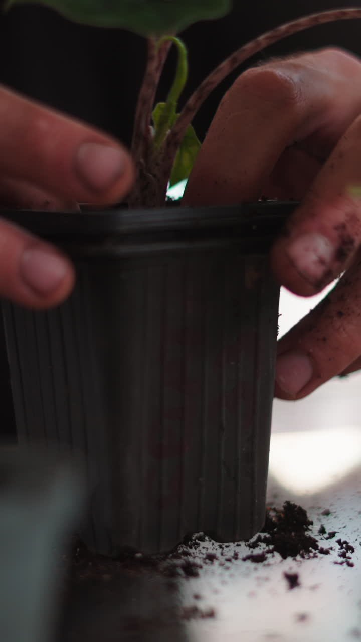 Rinvasare una pianta
