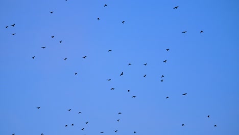 Relleno-De-Marco-De-Bandada-De-Pájaros-Voladores-Silueta-Contra-El-Cielo-Azul-Slomo