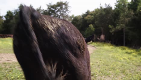 cow being released from squeeze shoot on north carolina farm