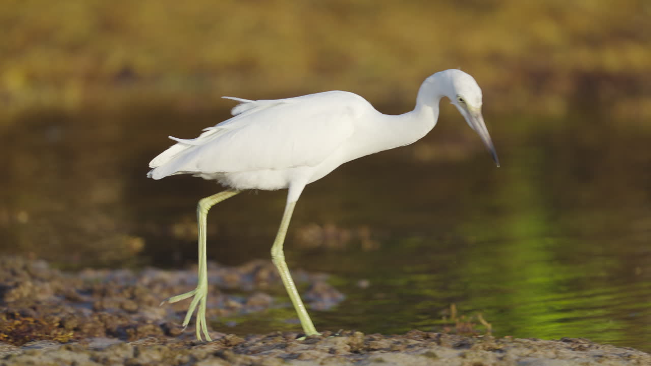 Juvenile Heron Walking on Beach