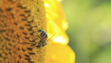 a bee looking for pollen and nectar on a sunflower
