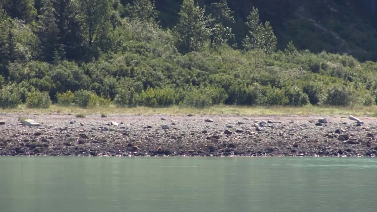 바위가 많은 해안선, 내부 통로, 알래스카에 곰