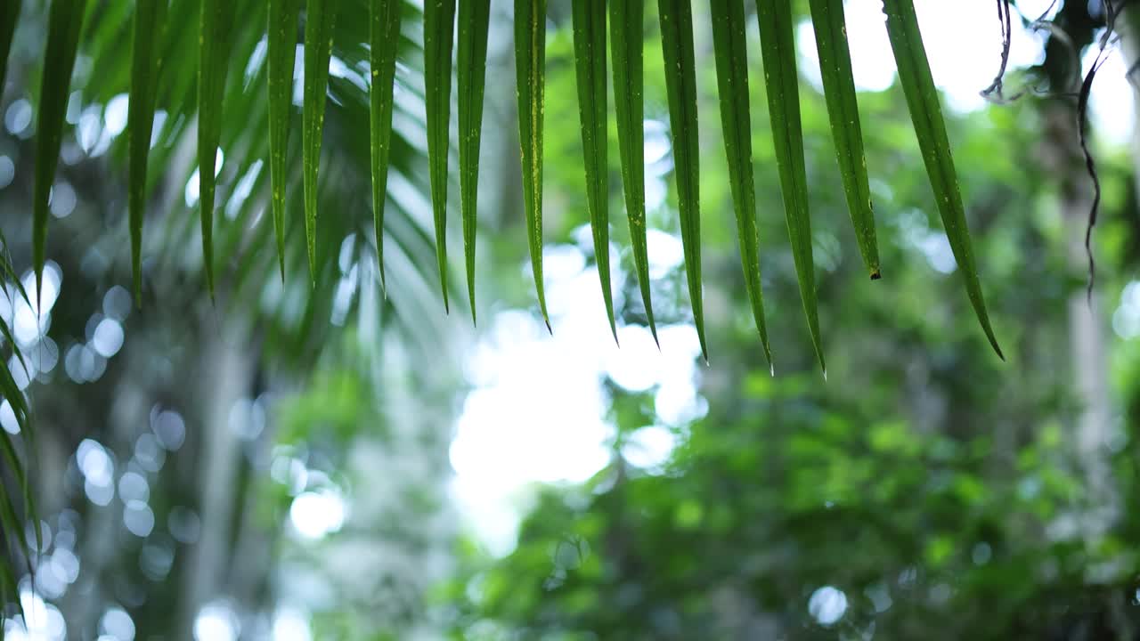 hojas verdes y fondo forestal en foco