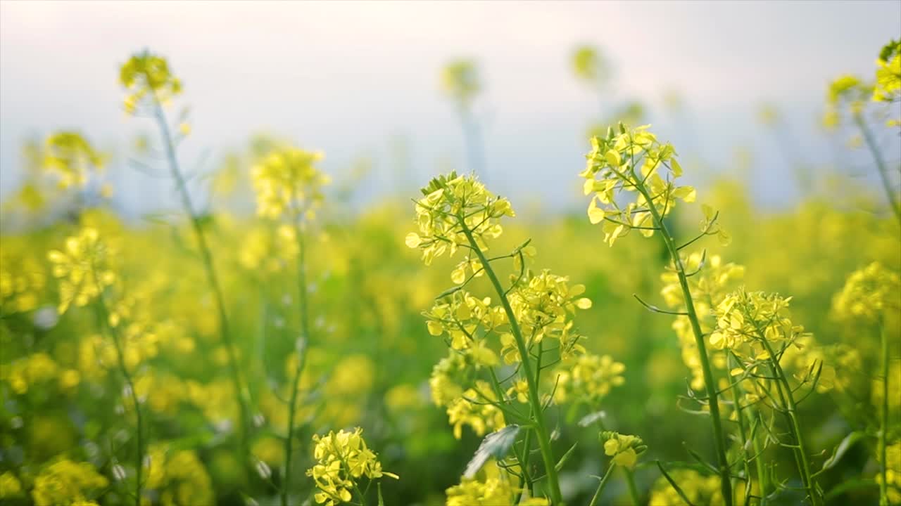 Mustard flowers. Mustard &ndash; mystical flower of happiness and health.
