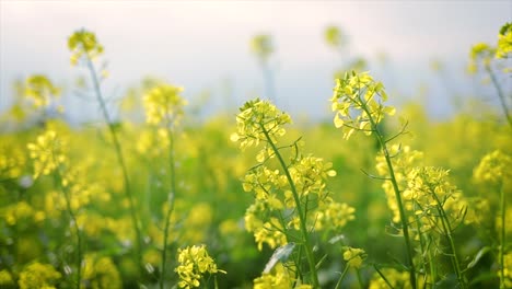 Mustard-flowers.-Mustard-–-mystical-flower-of-happiness-and-health.